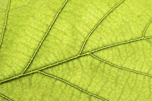 Nature Photography Details Stampe: Green leaf close up
