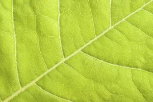 Empty Landscape With Plants Stampe: Green leaf close up