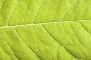 Green Plant Details Stampe: Green leaf close up