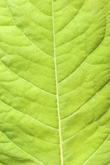 Green Plant Details Stampe: Green leaf close up