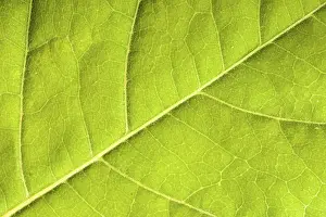 Deserted Plant Section Stampe: Green leaf close up