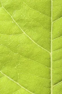 Nature Closeup Photography Stampe: Green leaf close up