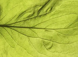 Backlit Plant Photography Stampe: Green leaf close up texture. Abstract spring background