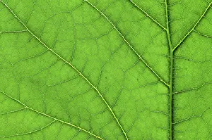 Uninhabited Plant Life Stampe: Green leaf macro