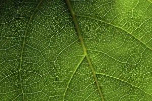 Close Up Leaf Photography Stampe: Green leaf macro