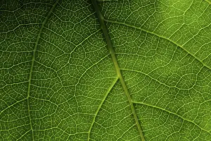 Leaf Detail View Stampe: Green leaf macro
