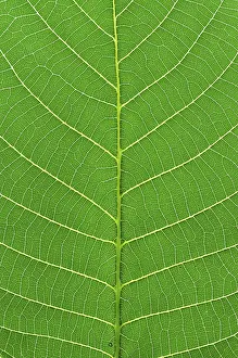 Green Leaf Macro Photography Stampe: Green leaf macro