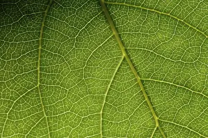 Green Leaf Macro Stampe: Green leaf macro