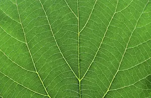 Green Leaf Macro Photography Stampe: Green leaf macro