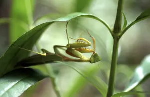Wildlife Macro Photography Stampe: Green leaf mantis no.1
