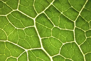 Colourful Nature Photography Stampe: Green leaf, structure