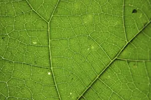 Green Leaf Texture Stampe: Green leaf texture