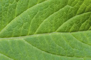 Natural Scientific Images Stampe: Detail of green leaf texture