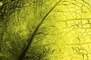 Green Leaf Texture Stampe: Green leaf texture