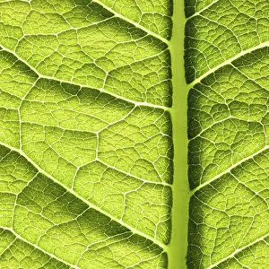Green Leaf Texture Stampe: Green leaf texture. Abstract spring background