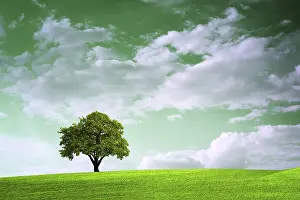 Oak Tree Landscape Stampe: Green time