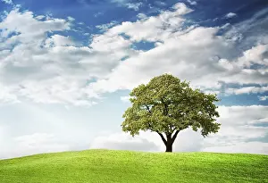 Oak Tree Ecology Stampe: Green tree