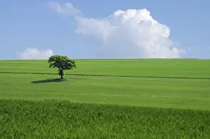 Green Tree Landscape Stampe: The green tree in the fields