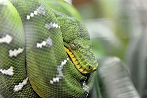 Stampe di La pitone verde di Chondropython (Chondropython viridis), nativo della Nuova Guinea e dell'Australia settentrionale, Terrazoo, Renania Settentrionale-Vestfalia, Germania, Europa Pitone Stampe: Serpente verde dell'albero (Chondropython viridis)
