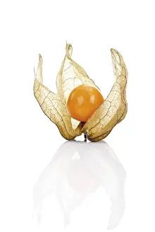 Vitamin Rich Berries Stampe: Groundcherry, Ground Cherry (Physalis)