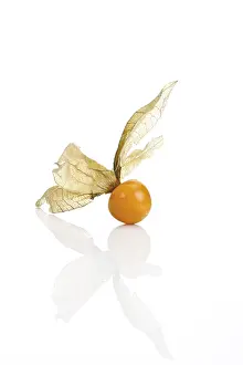 Fresh Ground Cherries Stampe: Groundcherry, Ground Cherry (Physalis)