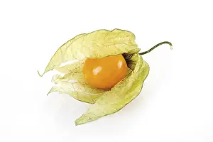 Fresh Ground Cherries Stampe: Groundcherry (Physalis)