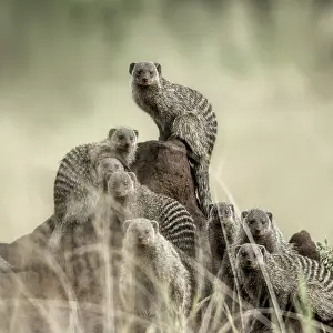 Stampe di Gruppo di mangusti che guardano la fotocamera, nel Parco Nazionale del Serengeti Mangusta Stampe: Gruppo di manguste che guardano la macchina fotografica.