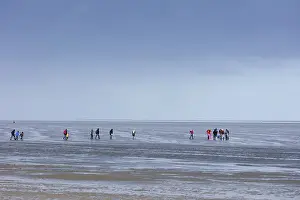 Cuxhaven North Sea Coast Stampe: Group of mudflat strollers in mudflat
