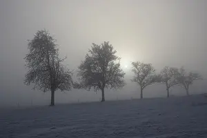 Snowy Forest Landscape Stampe: Group of trees in diffused light