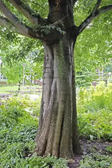 Bovids In Nature Stampe: Hackberry tree (Celtis australis)