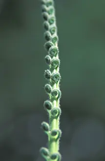 Nature Photography Formats Stampe: Halm with rolled leafs