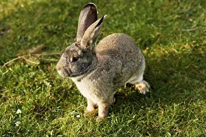 Young Rabbit Stampe: Happy easter bunny