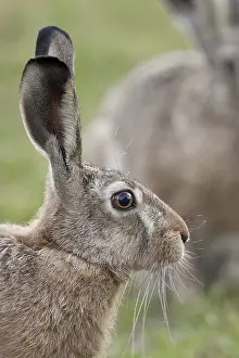 Deserted Clearing Photo Stampe: Hare in a clearing a portrait