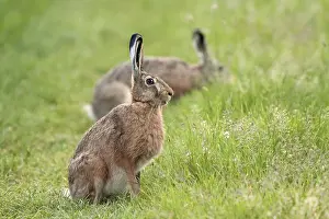 Mammalian Head Shot Stampe: Hare in a clearing in the wild