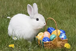 Traditional German Easter Decoration Stampe: Hare Easter Bunny, White Hare with Easter Eggs in Nest