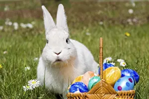 Easter Decoration Ideas Stampe: Hare Easter Bunny, White Hare with Easter Eggs in Nest