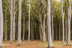 Deserted Forest Europe Stampe: Haunted forest
