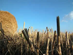 Hay Harvest Stampe: Hay