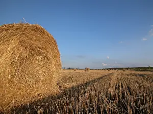 Hay Harvest Stampe: Hay