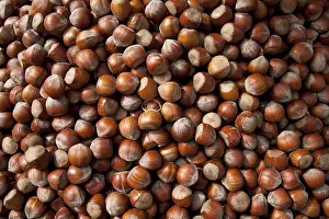 Close Up Hazelnuts Stampe: Hazel nuts, background