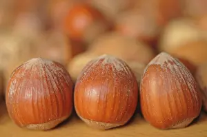 Hazelnut Nutrition Stampe: Hazelnuts