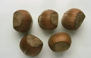Cutout Image Stampe: Hazelnuts, Hazelnuts