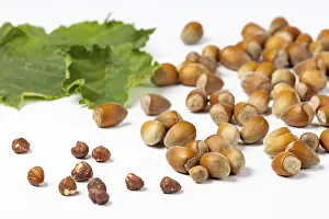 Hazelnut Bush Leaves Stampe: Hazelnuts in and without shell