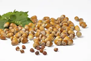 Hazelnut Bush Stampe: Hazelnuts in and without shell