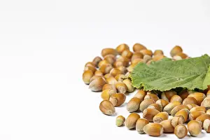 Copy Space Stampe: Hazelnuts in shell and hazelnut bush leaf