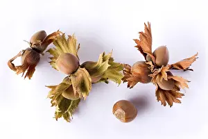 Hazelnut Leaves Stampe: Hazelnuts on a twig