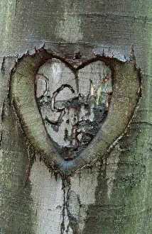 German Federal Republic Nature Stampe: Heart in beech bark, Thuringia