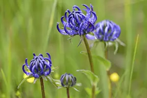 Deserted Mountain Range Europe Stampe: Hemispherical Devil's Claw (Phyteuma hemisphaericum)