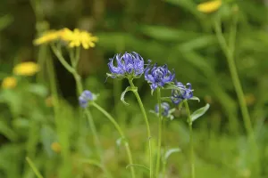 Bavaria Germany Nature Stampe: Hemispherical devil's claw (Phyteuma hemisphaericum)