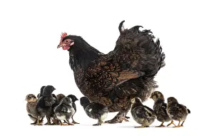 Cute Livestock Farming Stampe: Hen and her chicks